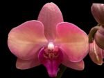 Double Spikes Phalaenopsis OX Little Beauty (4" Pot) - Image 2