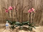 Double Spikes Phalaenopsis OX Little Beauty (4" Pot) - Image 5
