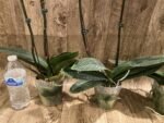 Double Spikes Phalaenopsis OX Little Beauty (4" Pot) - Image 9