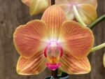 Double Spikes Phalaenopsis Chingruey's Goldstaff' (4.5" pot) - Image 3
