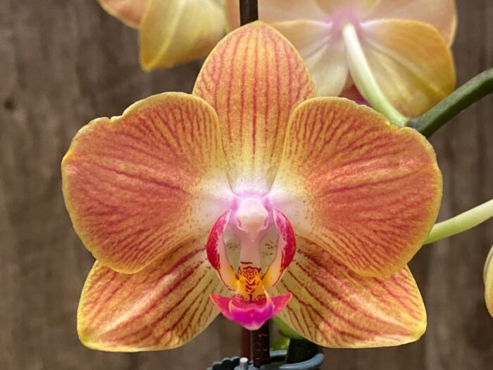 Double Spikes Phalaenopsis Chingruey's Goldstaff' (4.5" pot) - Image 3