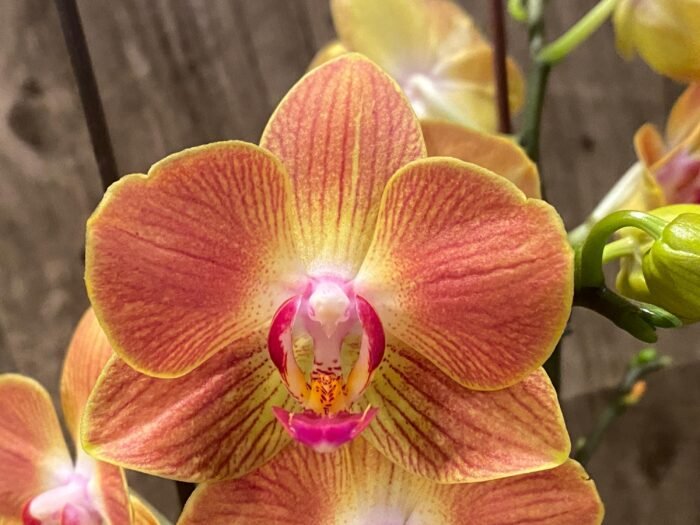 Double Spikes Phalaenopsis Chingruey's Goldstaff' (4.5" pot) - Image 4