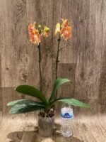 Double Spikes Phalaenopsis Chingruey's Goldstaff' (4.5" pot) - Image 5