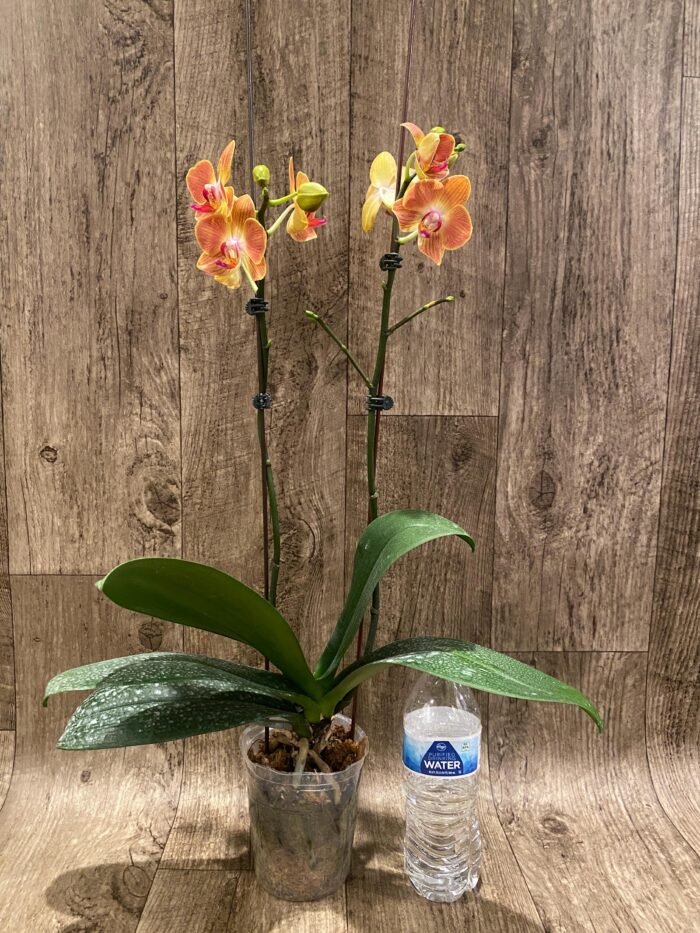Double Spikes Phalaenopsis Chingruey's Goldstaff' (4.5" pot) - Image 5