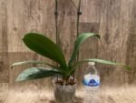 Double Spikes Phalaenopsis Chingruey's Goldstaff' (4.5" pot) - Image 7