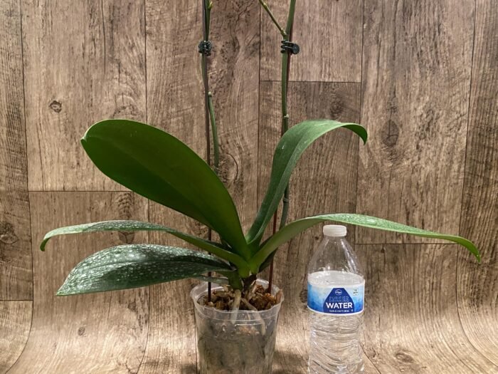 Double Spikes Phalaenopsis Chingruey's Goldstaff' (4.5" pot) - Image 7