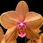 Double Spikes Phalaenopsis Lianher Lucky Cat Huge Plant (4.5" pot)