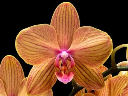 Double Spikes Phalaenopsis Lianher Lucky Cat Huge Plant (4.5" pot)