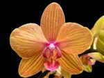Double Spikes Phalaenopsis Lianher Lucky Cat Huge Plant (4.5" pot) - Image 2