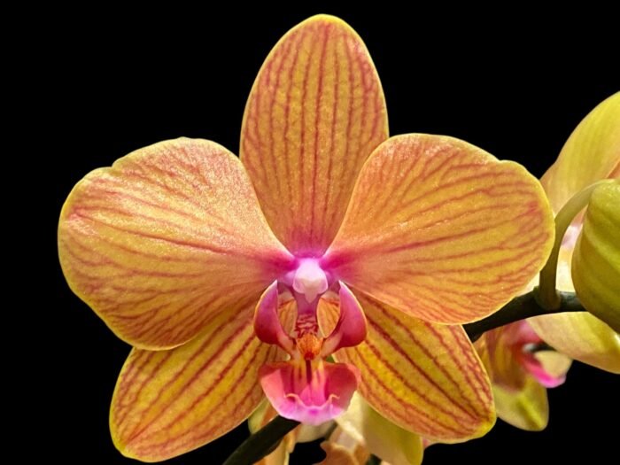Double Spikes Phalaenopsis Lianher Lucky Cat Huge Plant (4.5" pot) - Image 2