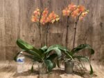 Double Spikes Phalaenopsis Lianher Lucky Cat Huge Plant (4.5" pot) - Image 6