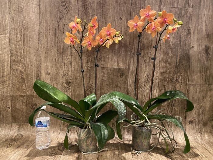 Double Spikes Phalaenopsis Lianher Lucky Cat Huge Plant (4.5" pot) - Image 6