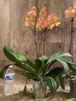 Double Spikes Phalaenopsis Lianher Lucky Cat Huge Plant (4.5" pot) - Image 8