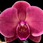 Double Spikes Phalaenopsis Ben Yu Coral Lady (4.5" pot)