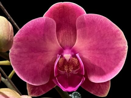 Double Spikes Phalaenopsis Ben Yu Coral Lady (4.5" pot)