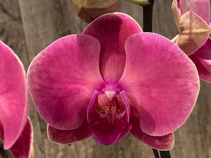 Double Spikes Phalaenopsis Ben Yu Coral Lady (4.5" pot) - Image 3
