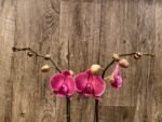 Double Spikes Phalaenopsis Ben Yu Coral Lady (4.5" pot) - Image 5