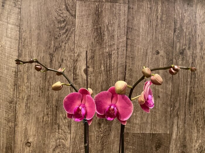 Double Spikes Phalaenopsis Ben Yu Coral Lady (4.5" pot) - Image 5
