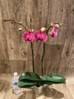 Double Spikes Phalaenopsis Ben Yu Coral Lady (4.5" pot) - Image 7