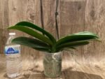 Double Spikes Phalaenopsis Ben Yu Coral Lady (4.5" pot) - Image 9