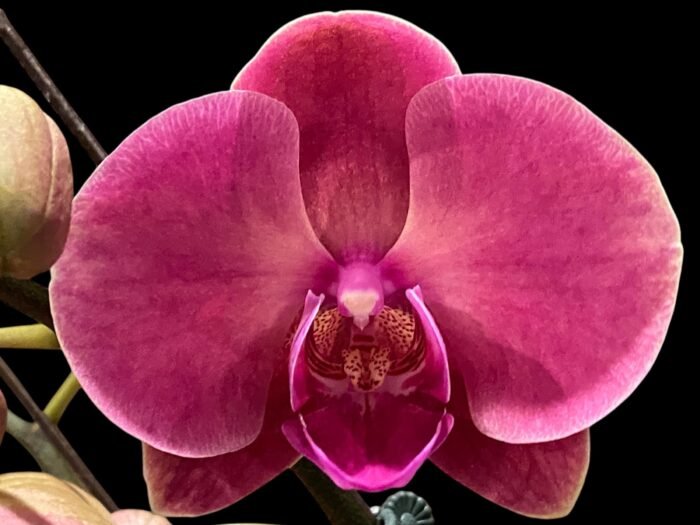 In Spikes Phalaenopsis Ben Yu Coral Lady (4.5" pot) - Image 1