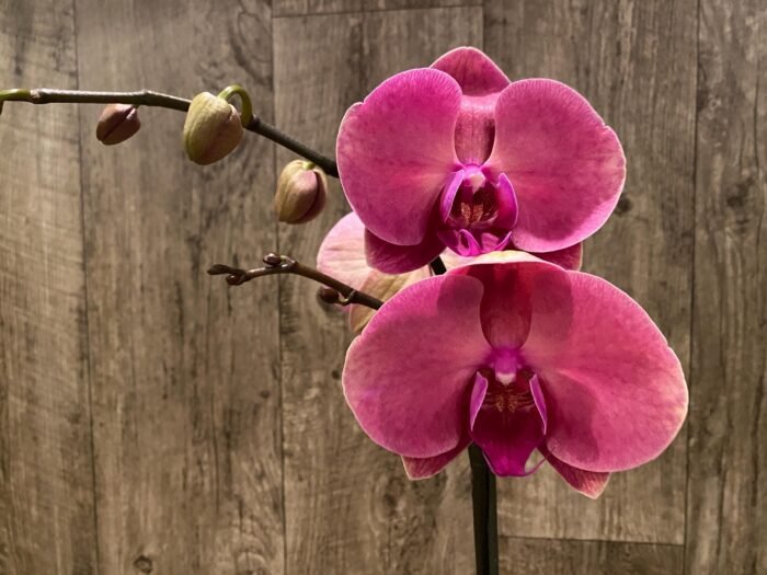 In Spikes Phalaenopsis Ben Yu Coral Lady (4.5" pot) - Image 2