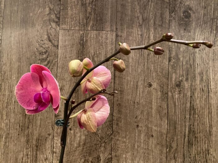 In Spikes Phalaenopsis Ben Yu Coral Lady (4.5" pot) - Image 4