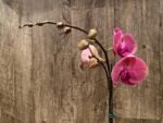 In Spikes Phalaenopsis Ben Yu Coral Lady (4.5" pot) - Image 5