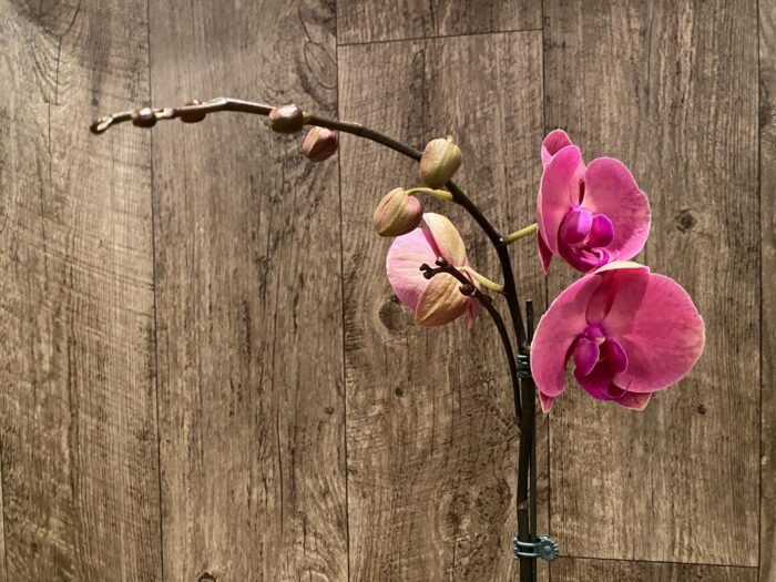 In Spikes Phalaenopsis Ben Yu Coral Lady (4.5" pot) - Image 5