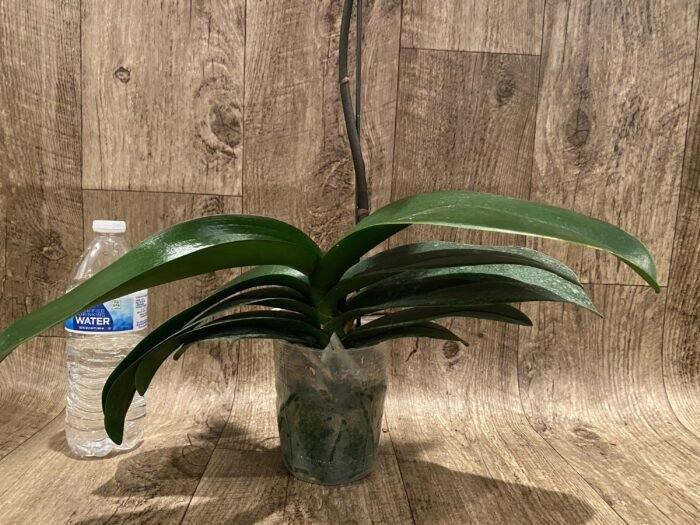 In Spikes Phalaenopsis Ben Yu Coral Lady (4.5" pot) - Image 8