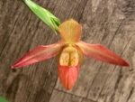 In Bloom Phrag. Millbrook (besseae x Nicolle Tower) (4.5" pot) - Image 2