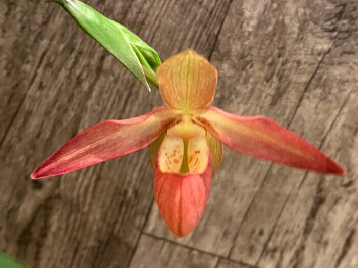 In Bloom Phrag. Millbrook (besseae x Nicolle Tower) (4.5" pot) - Image 2