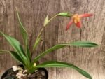 In Bloom Phrag. Millbrook (besseae x Nicolle Tower) (4.5" pot) - Image 3