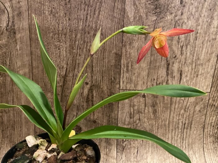 In Bloom Phrag. Millbrook (besseae x Nicolle Tower) (4.5" pot) - Image 3