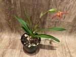 In Bloom Phrag. Millbrook (besseae x Nicolle Tower) (4.5" pot) - Image 5