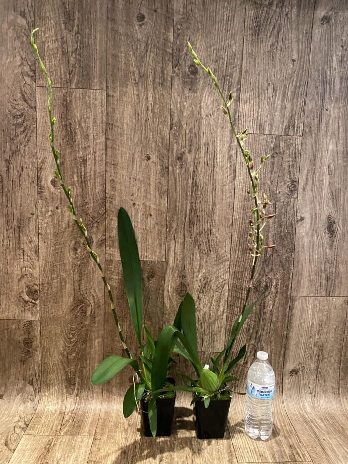 Very Tall Spike - Ons. Catatante ‘Los Robles’ (3.5” pot) - Image 3
