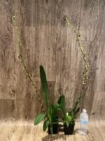 Very Tall Spike - Ons. Catatante ‘Los Robles’ (3.5” pot) - Image 4