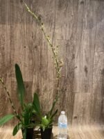 Very Tall Spike - Ons. Catatante ‘Los Robles’ (3.5” pot) - Image 5
