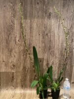 Very Tall Spike - Ons. Catatante ‘Los Robles’ (3.5” pot) - Image 6