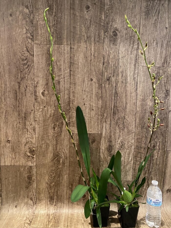 Very Tall Spike - Ons. Catatante ‘Los Robles’ (3.5” pot) - Image 6