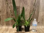 Very Tall Spike - Ons. Catatante ‘Los Robles’ (3.5” pot) - Image 7