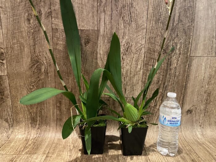 Very Tall Spike - Ons. Catatante ‘Los Robles’ (3.5” pot) - Image 7