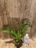 Quadruple Spikes Oncidium Eye Candy 'Pinkie' (3.5” pot) - Image 3