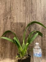 Quadruple Spikes Oncidium Eye Candy 'Pinkie' (3.5” pot) - Image 4