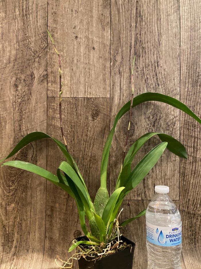 Quadruple Spikes Oncidium Eye Candy 'Pinkie' (3.5” pot) - Image 4