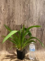 Quadruple Spikes Oncidium Eye Candy 'Pinkie' (3.5” pot) - Image 5