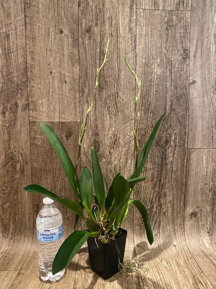 Double Spikes  - Oncidium (Wils.) Space Mine ‘Red Rendezvous’ (3.5” pot) - Image 2