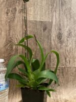 Double Spikes Odontocidium Dorothy Wisnom ‘Golden Gate' (3.5” pot) - Image 4