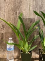 In Spikes - Fragrant Oncidium Heaven Scent ‘Redolence’ (3.5” Pot) - Image 5