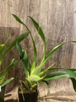 In Spikes - Fragrant Oncidium Heaven Scent ‘Redolence’ (3.5” Pot) - Image 6